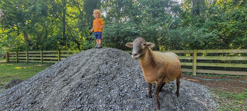Rescued Animals Get a Second Chance at Piccolo Farms Animal Sanctuary in Whites Creek, Tennessee