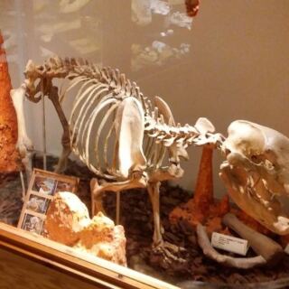 Collectors Lose Track Of Time In This Illinois Rock Shop Hiding A Cave Bear Skeleton Downstairs