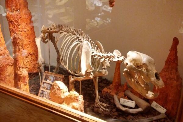Collectors Lose Track Of Time In This Illinois Rock Shop Hiding A Cave Bear Skeleton Downstairs