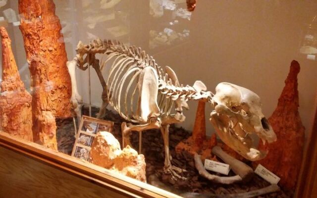 Collectors Lose Track Of Time In This Illinois Rock Shop Hiding A Cave Bear Skeleton Downstairs