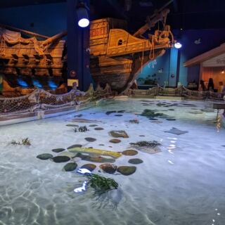 Inside Mall Of America In Bloomington, SEA LIFE Has A Shark Tunnel Where Sharks Glide Right Over Your Head
