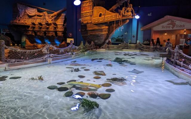 Inside Mall Of America In Bloomington, SEA LIFE Has A Shark Tunnel Where Sharks Glide Right Over Your Head