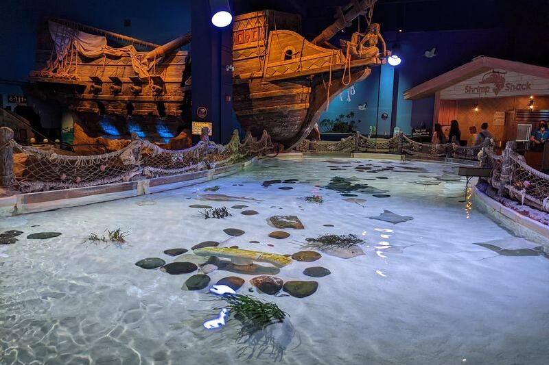 Inside Mall Of America In Bloomington, SEA LIFE Has A Shark Tunnel Where Sharks Glide Right Over Your Head