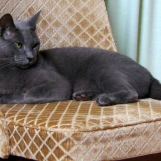 10 Countries Where Cat Populations Reach Astonishing Numbers