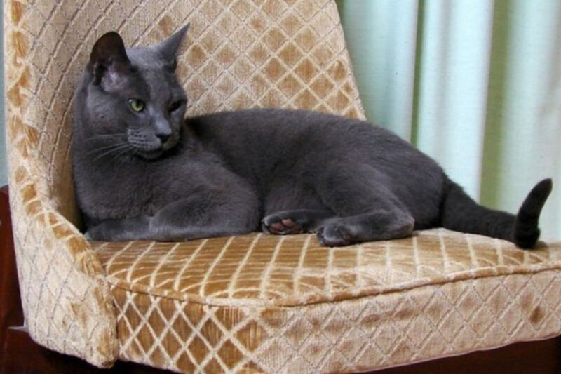 10 Countries Where Cat Populations Reach Astonishing Numbers