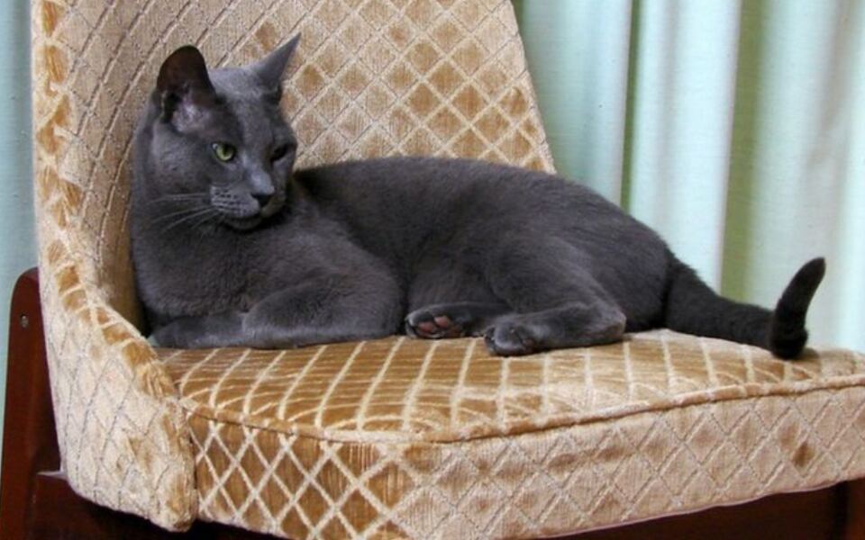 10 Countries Where Cat Populations Reach Astonishing Numbers
