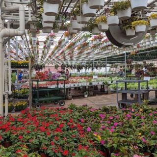 Bring Cash to This New Jersey Greenhouse for Plant Prices That Feel Like 1995