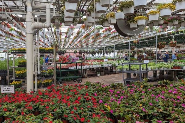 Bring Cash to This New Jersey Greenhouse for Plant Prices That Feel Like 1995