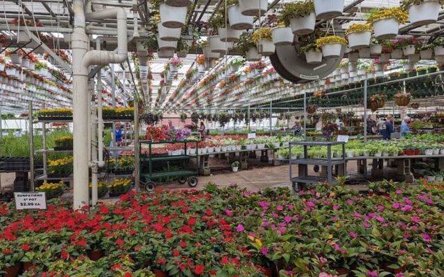 Bring Cash to This New Jersey Greenhouse for Plant Prices That Feel Like 1995