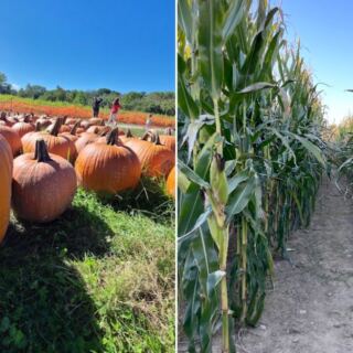 Pick Your Own Pumpkin, Then Get Lost in a Corn Maze at These 7 Massachusetts Farms