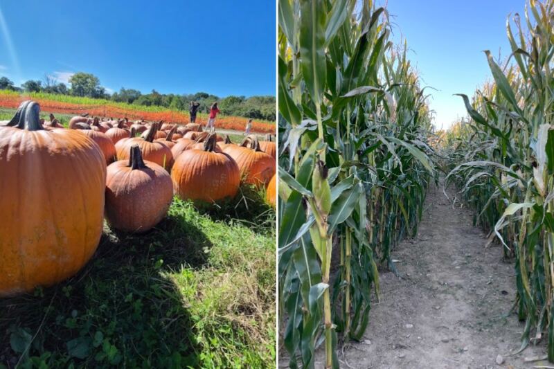 Pick Your Own Pumpkin, Then Get Lost in a Corn Maze at These 7 Massachusetts Farms