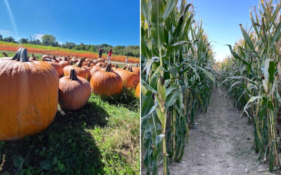 Pick Your Own Pumpkin, Then Get Lost in a Corn Maze at These 7 Massachusetts Farms