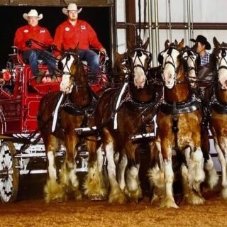 This Family Farm Near McAlester, Oklahoma Raises Clydesdales You Can See Up Close