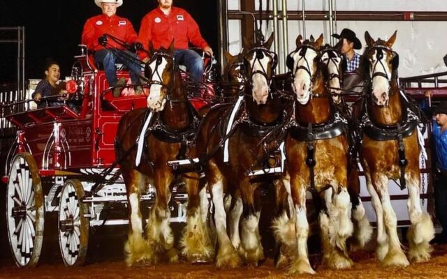 This Family Farm Near McAlester, Oklahoma Raises Clydesdales You Can See Up Close