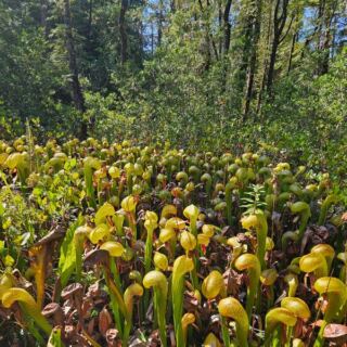 This Oregon Road Trip Strings Together the Strangest Stops Most Locals Never Knew Existed