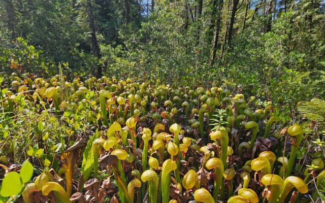 This Oregon Road Trip Strings Together the Strangest Stops Most Locals Never Knew Existed