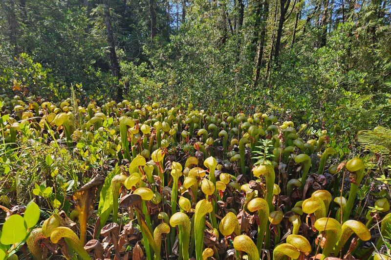 This Oregon Road Trip Strings Together the Strangest Stops Most Locals Never Knew Existed