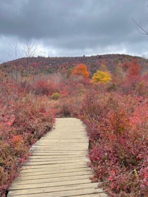 This Easy 1.3-Mile North Carolina Loop Is Bursting With Peak Fall Color Right Now