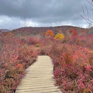 This Easy 1.3-Mile North Carolina Loop Is Bursting With Peak Fall Color Right Now