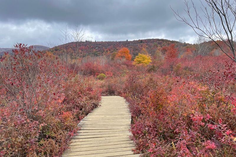 This Easy 1.3-Mile North Carolina Loop Is Bursting With Peak Fall Color Right Now
