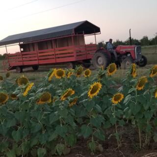 Pick Your Own Bright Orange Gourds and Ride a Hay Wagon at This Oklahoma Orchard Near Porter