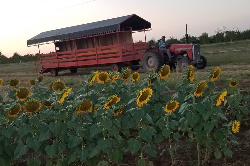 Pick Your Own Bright Orange Gourds and Ride a Hay Wagon at This Oklahoma Orchard Near Porter