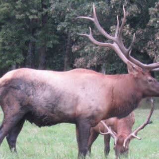 Elk Herds Graze Just Beyond The Fence At This Free Illinois Wildlife Park