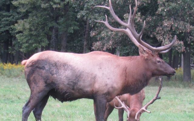Elk Herds Graze Just Beyond The Fence At This Free Illinois Wildlife Park