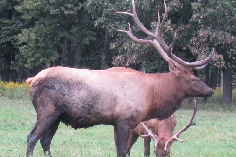 Elk Herds Graze Just Beyond The Fence At This Free Illinois Wildlife Park