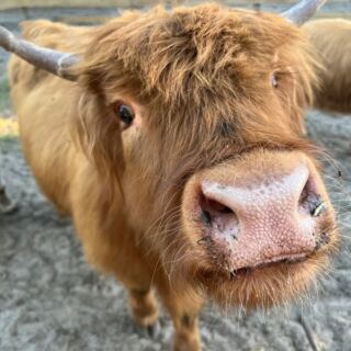 10 Florida Farms Where You Get Close Enough to Highland Cows for a Selfie