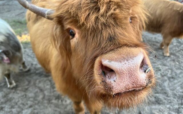 10 Florida Farms Where You Get Close Enough to Highland Cows for a Selfie