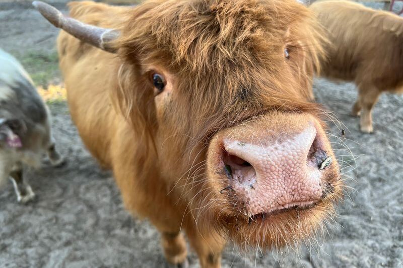 10 Florida Farms Where You Get Close Enough to Highland Cows for a Selfie