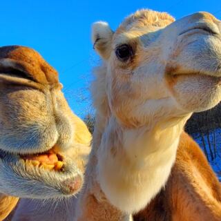 12 Camel Farms in America That You Can Actually Visit