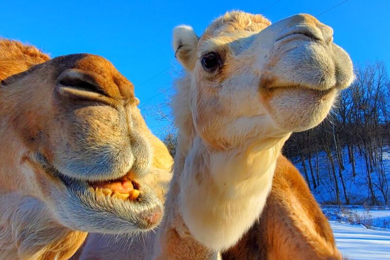 12 Camel Farms in America That You Can Actually Visit