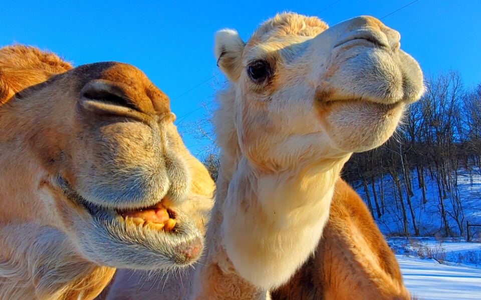 12 Camel Farms in America That You Can Actually Visit