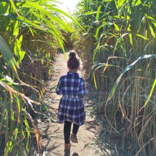 Seven Oklahoma Corn Mazes Still Open Before Halloween Wraps Up