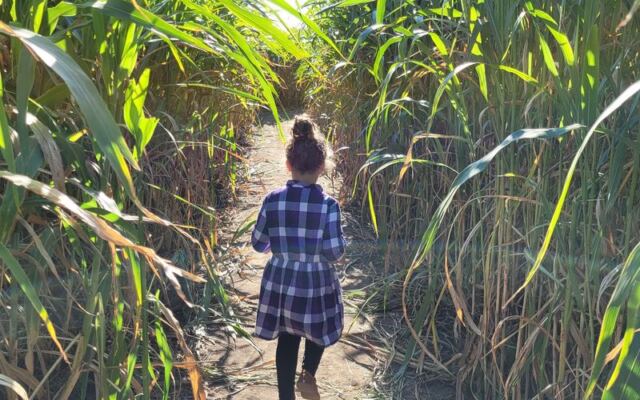 Seven Oklahoma Corn Mazes Still Open Before Halloween Wraps Up