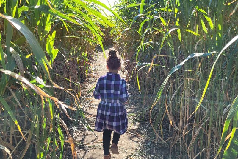 Seven Oklahoma Corn Mazes Still Open Before Halloween Wraps Up