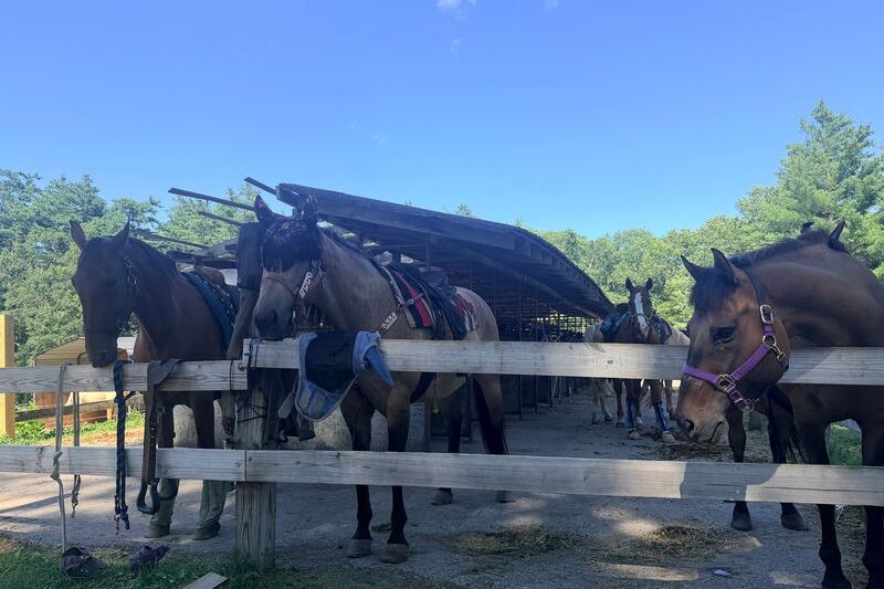 This Family-Owned Massachusetts Ranch Leads Guided Trail Rides On Gentle Horses, Even For First-Timers