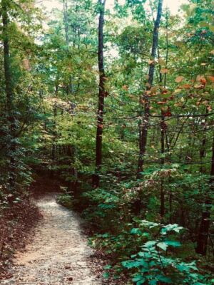 Ferns, Mossy Gorges, and Misty Trails Make This Free North Carolina Park Feel Like Costa Rica