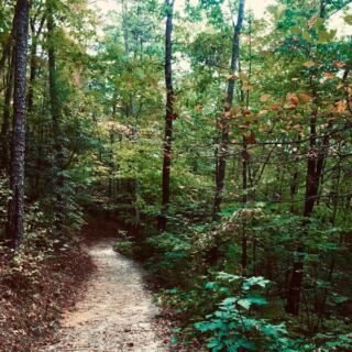 Ferns, Mossy Gorges, and Misty Trails Make This Free North Carolina Park Feel Like Costa Rica