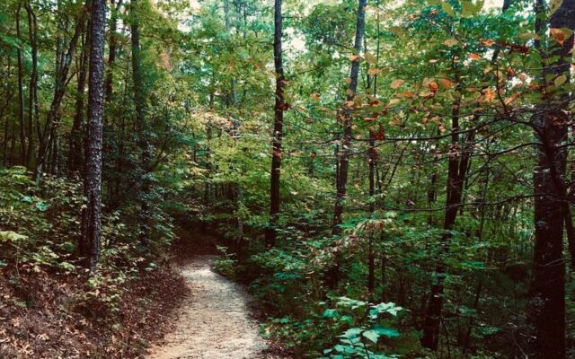 Ferns, Mossy Gorges, and Misty Trails Make This Free North Carolina Park Feel Like Costa Rica