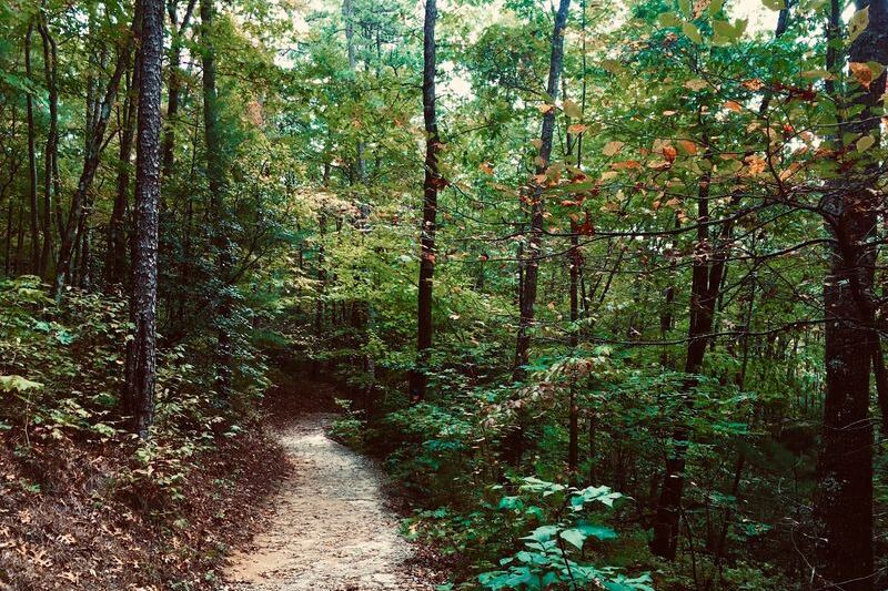 Ferns, Mossy Gorges, and Misty Trails Make This Free North Carolina Park Feel Like Costa Rica
