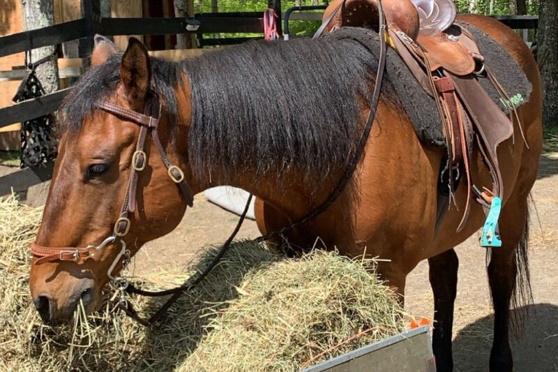 Groom Your Horse Then Hit The Trails At This Cape Cod, Massachusetts Farm