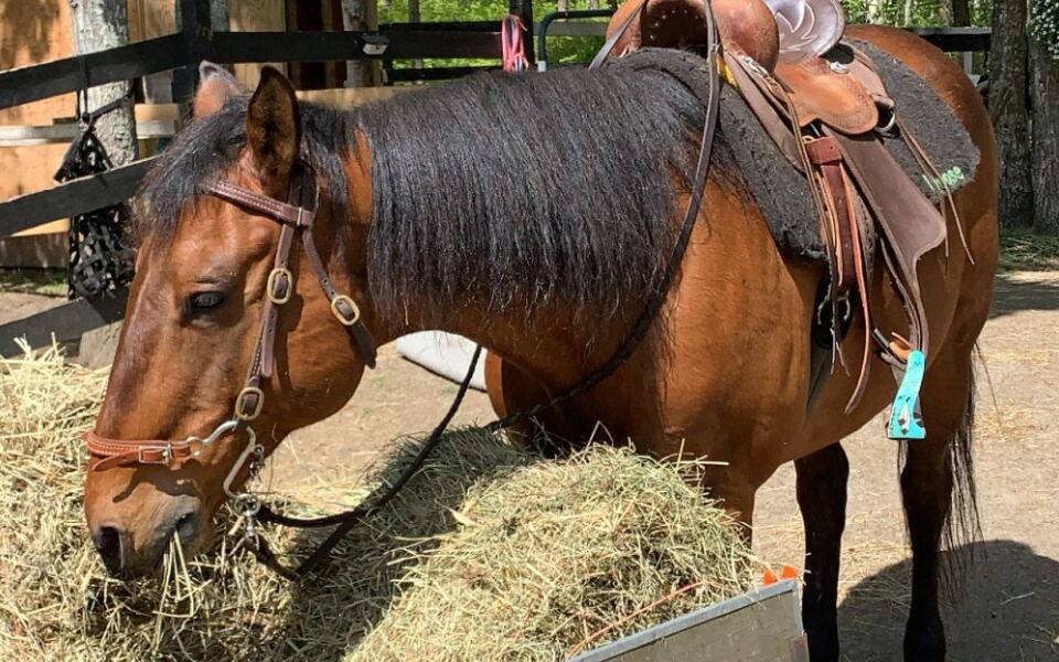 Groom Your Horse Then Hit The Trails At This Cape Cod, Massachusetts Farm