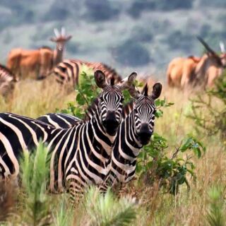 13 Incredible African National Parks From Deserts to Ancient Rain Forests