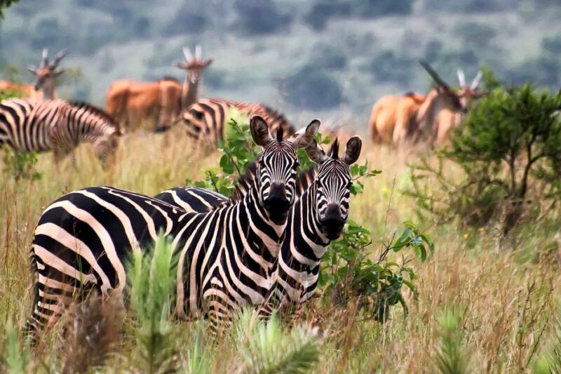 13 Incredible African National Parks From Deserts to Ancient Rain Forests