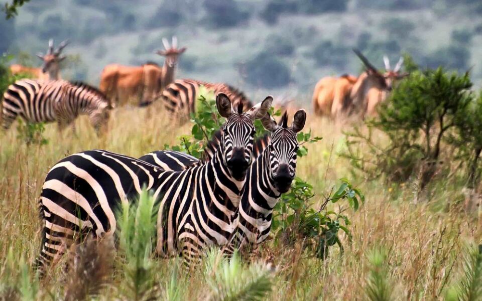 13 Incredible African National Parks From Deserts to Ancient Rain Forests