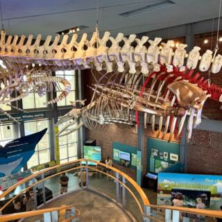 This South Coast Museum Hangs a Real Blue Whale Skeleton Right Above Your Head in New Bedford