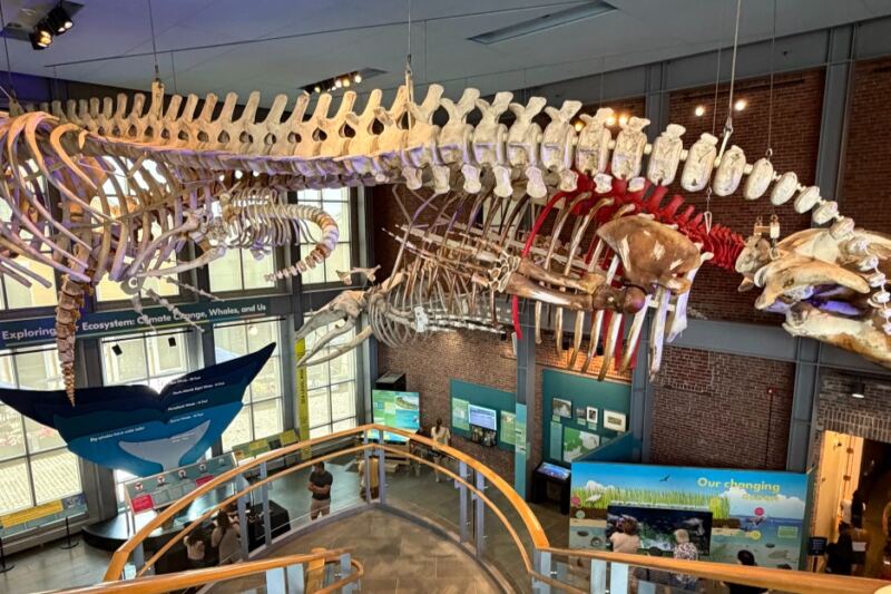 This South Coast Museum Hangs a Real Blue Whale Skeleton Right Above Your Head in New Bedford